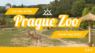 One day at the Prague Zoo | Animals in the Prague Zoo | 布拉格動物園的一天