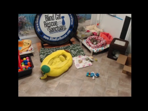 special needs animal rescue Blind Cat Rescue & Sanctuary, Inc Live Stream