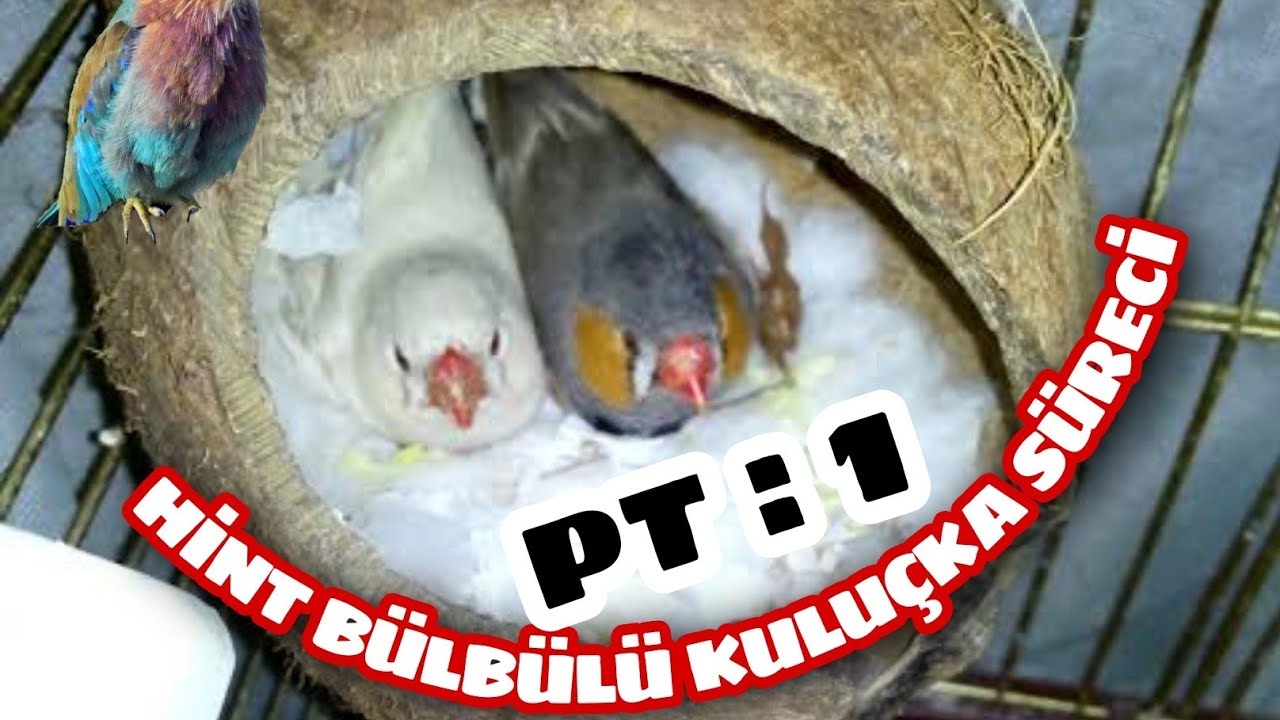 HİNT BÜLBÜLÜ YUVA YAPMA HAZIRLIĞI