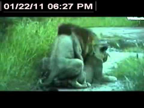 Mating lions; Jan 22 2011 6:16PM SAST