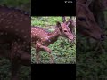 Monsoon Wild 😍 Beauty Captured In 📸||#wildlife #deer #peace #juegos #usa #trending #spotteddeers