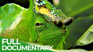 Bizarre Animal Costumes - Surviving in the Wild | Free Documentary Nature