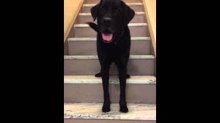 Funny dog Harley goes up steps by Harley and Loa Bark Badges 19,031 views 8 years ago 1 minute, 20 seconds