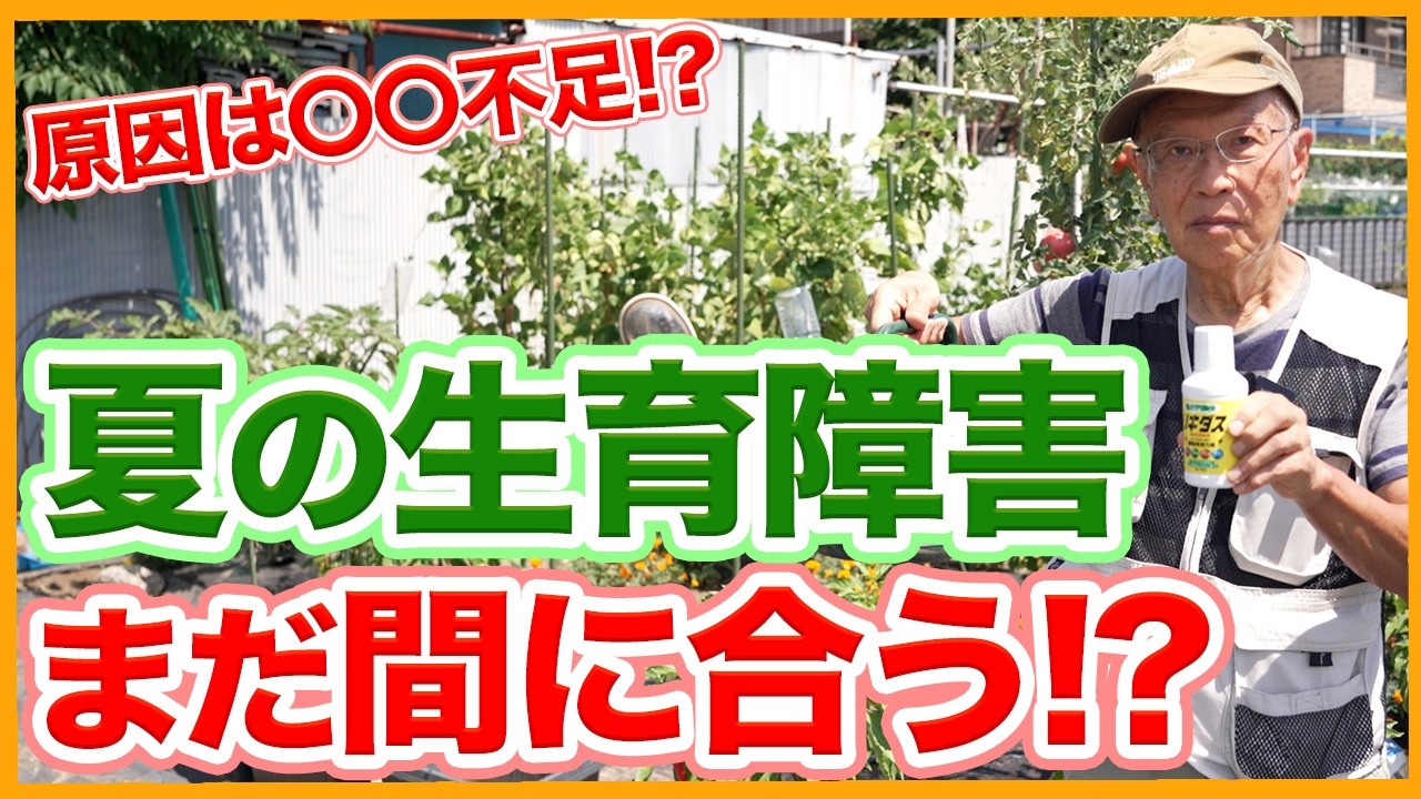 【夏野菜栽培】生育不良の原因は?よくある症状と対策【シェア畑】【農園ライフ】
