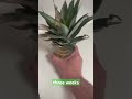 Grow pineapple🍍at home! Soak for roots and plant SIMPLE #gardening #growyourownfood #plants