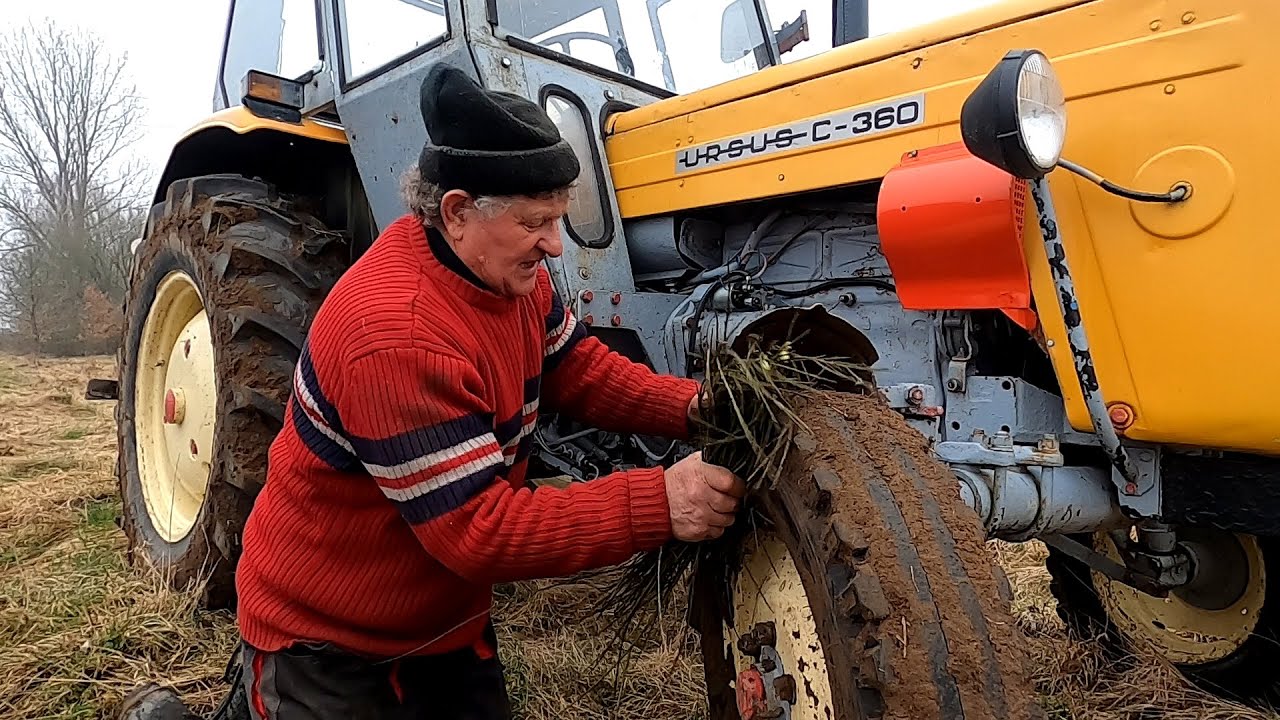 Kazimierz przygotowuje pole pod zasiew. Ursus na żyznej ziemi