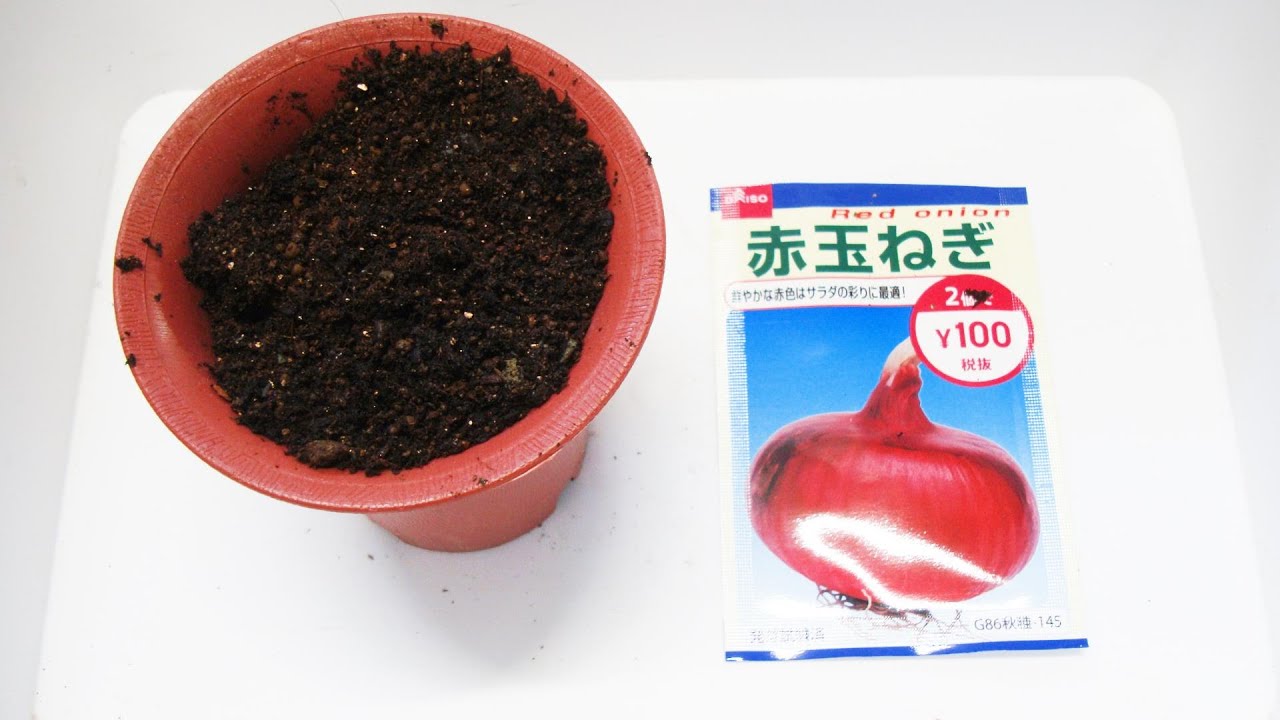 【赤玉葱】アカタマネギの発芽（ダイソー種）/ Growing Red Onion from Seeds Time Lapse 2Weeks
