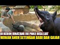 PANJI LIHAT HEWAN ANEH DI FAUNALAND