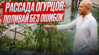 Рассада огурцов. Полив рассады после высадки.