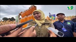 Pmr 02032026 Ek Jatim General Corn Harvest