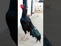 BEAUTIFUL 😍MUSHKA 🖤BIRD SAY MASHALLAH ❤️⚡️💯