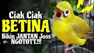 Kombinasi Ciak Kecial Kuning BETINA dan JANTAN Ampuh Bikin Kecial Joss NGOTOT‼️