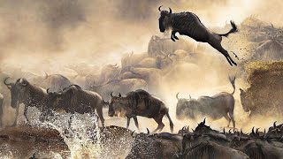 Mega Wildebeest Migration in ( Masai Mara) Kenya - 4K | Epic Exodus| Trailer | National Geographic.