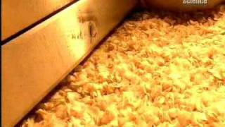 Jak Powstają Chipsy I Chrupki