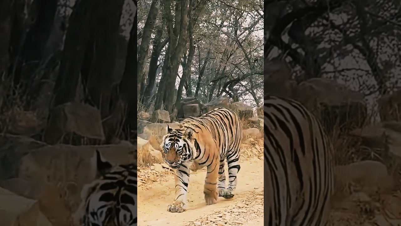 Ranthambore National Park||Jungle Safari me Road par chalte Big Male Tiger ki sighting hui|