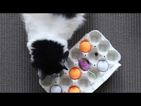 DIY Food Puzzles For Cats! - Modern Cat