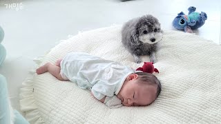 A Dog Malfunctioning In Front Of A Newborn