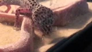 Leopard gecko eating in Slow motion
