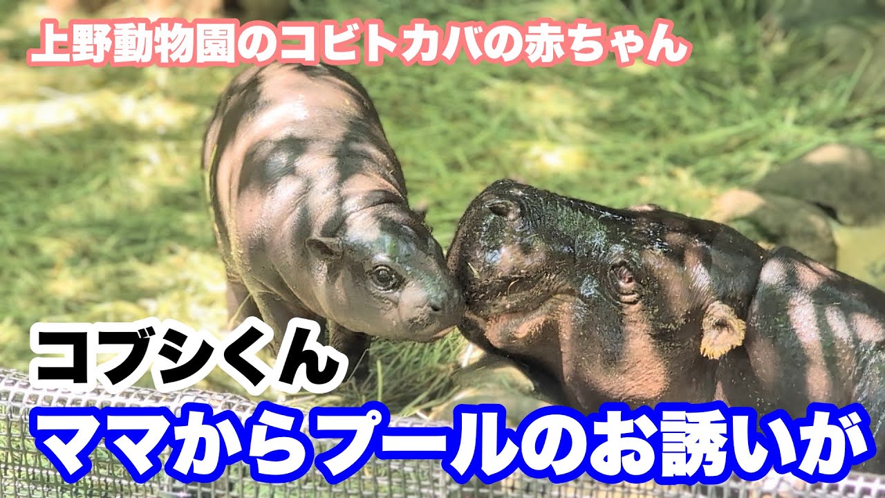 コブシくんがママからお風呂のお誘いがあるも・・・。　コビトカバの赤ちゃん（放飼練習31日目）　2025.05.09&13　上野動物園