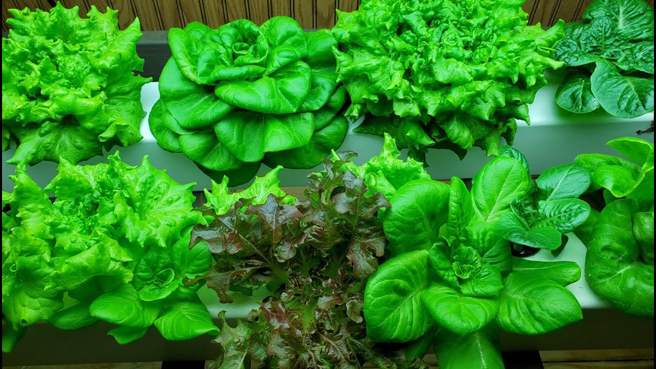 Growing Hydroponic Lettuce at Home - DIY Setup - YouTube