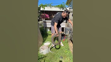 Large Coastal Carpet Python caught in Maleny yesterday #snakecatcher #python #snakevideo #wildlife