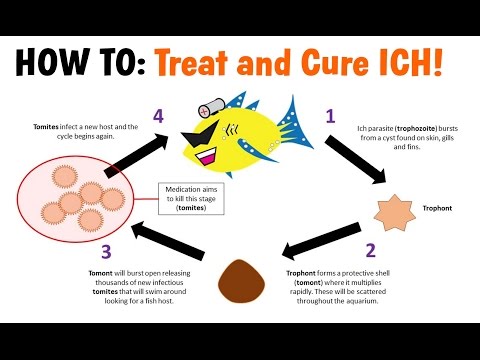 Video: How to Treat Pineapple Scales Disease on Goldfish: 15 Steps