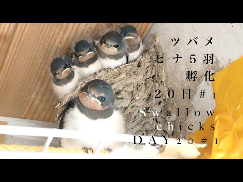 38 ツバメ5羽孵化日 1 早朝 2時間で毛がフサフサに 驚愕の成長と赤いダニ 巣から１羽減ってる Swallow 5 Chicks In The Nest Day 1 Youtube