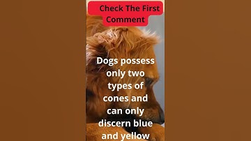 Thumbnail of Are dogs color Blind #shorts #short