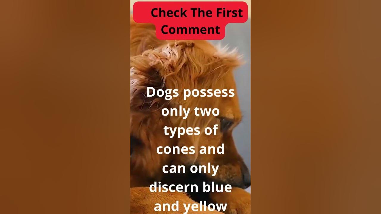 Are dogs color Blind #shorts #short