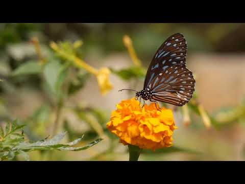 nature is concentrated with millions of living