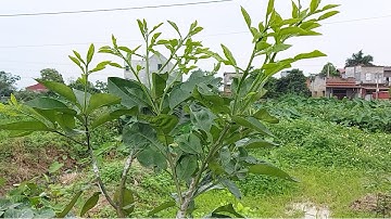 Vườn bưởi Ruby Thái Lan choai đang phát triển rất tốt: 0869214270