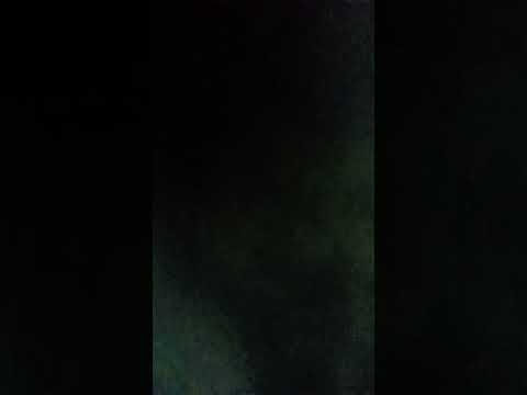 #cat #shortvideo by Bani Dayana