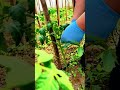 Supporting tomato stems with wooden stakes for stronger growth