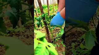 Supporting tomato stems with wooden stakes for stronger growth