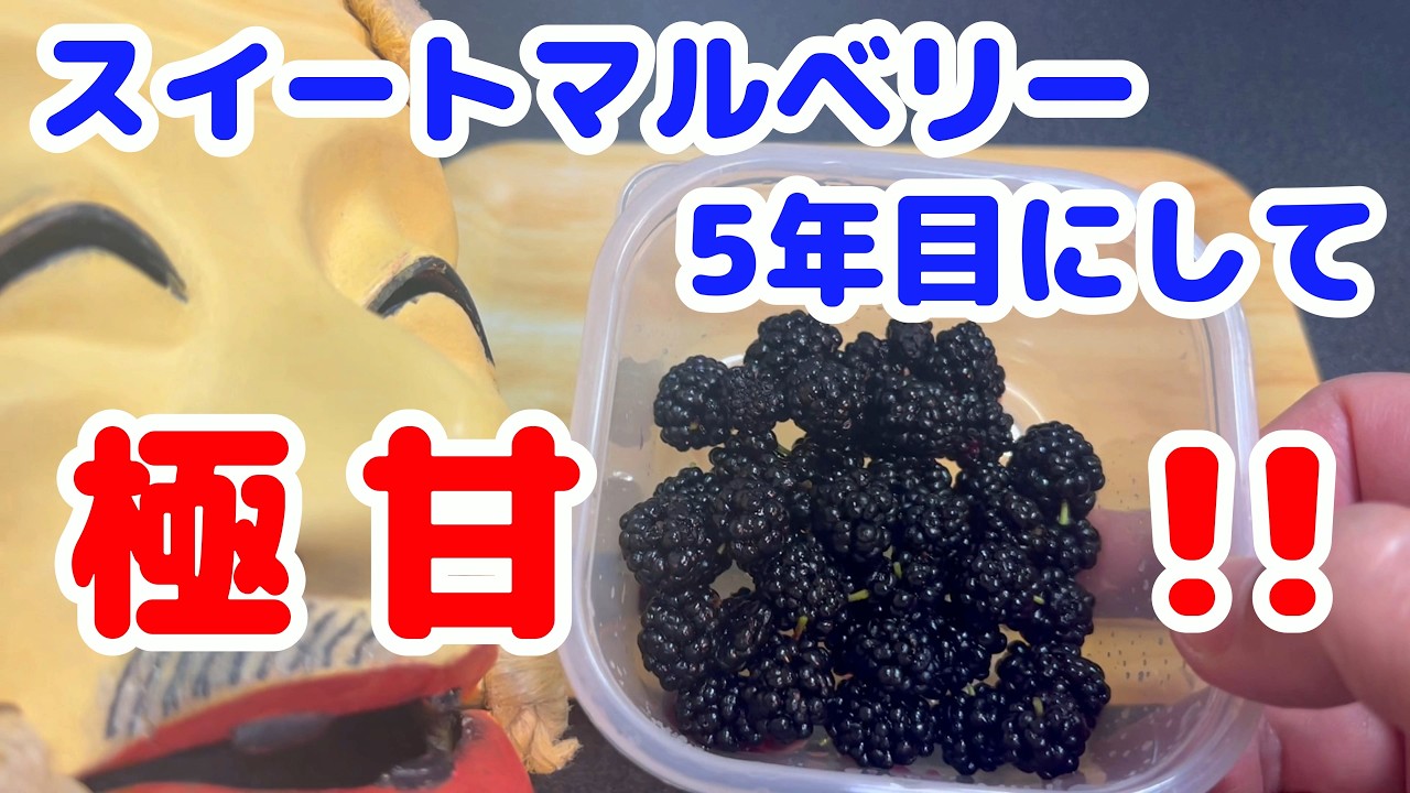Mulberries] My Sweet Mulberry tree had a massive glow-up in its