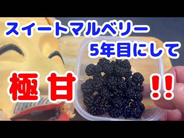 Mulberries] My Sweet Mulberry tree had a massive glow-up in its