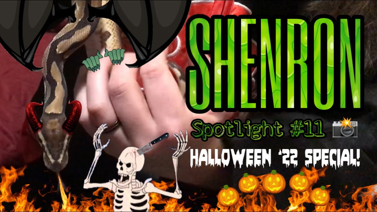 SHENRON | Royal Python | HALLOWEEN SPECIAL! Spotlight #11 📸🎃 - YouTube