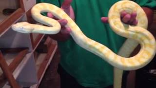 Celebrity Getting bitten by snakes! Worlds first ever caramel albino Wealth