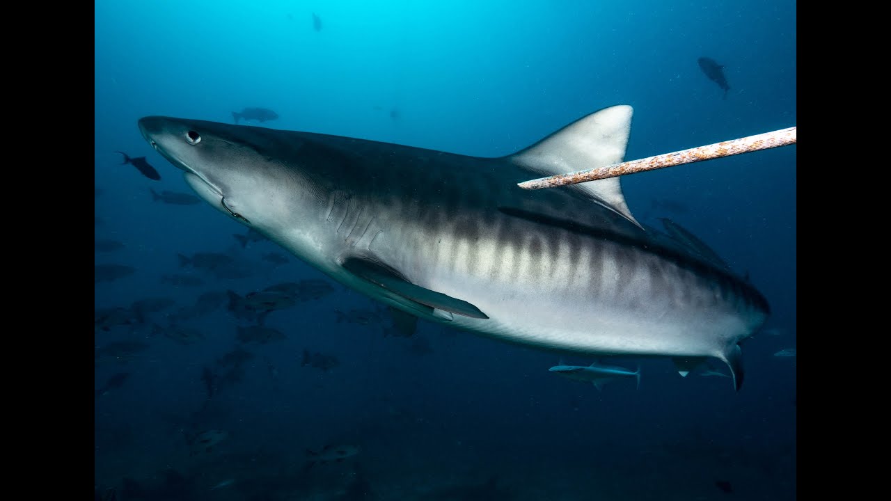 Fiji Beqa Lagoon Diving Montage 2022
