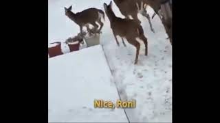 Nice, Ron