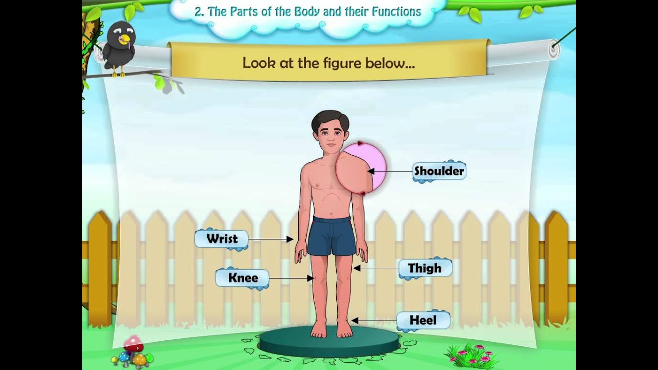 ⁣Learn Grade 1 - Science - The Parts Of The Body and Their Functions