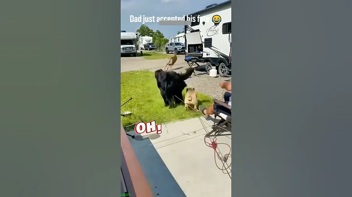 Video 11212971: funny cats dogs clean, laugh cats dogs funny