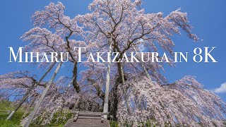 8K60P 2020 Miharu Takizakura,Fukushima,Japan In 8K 三春の滝桜