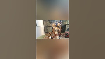 Testing a Prototype Robotic Head | say hello to DAVID | ZINIKUS