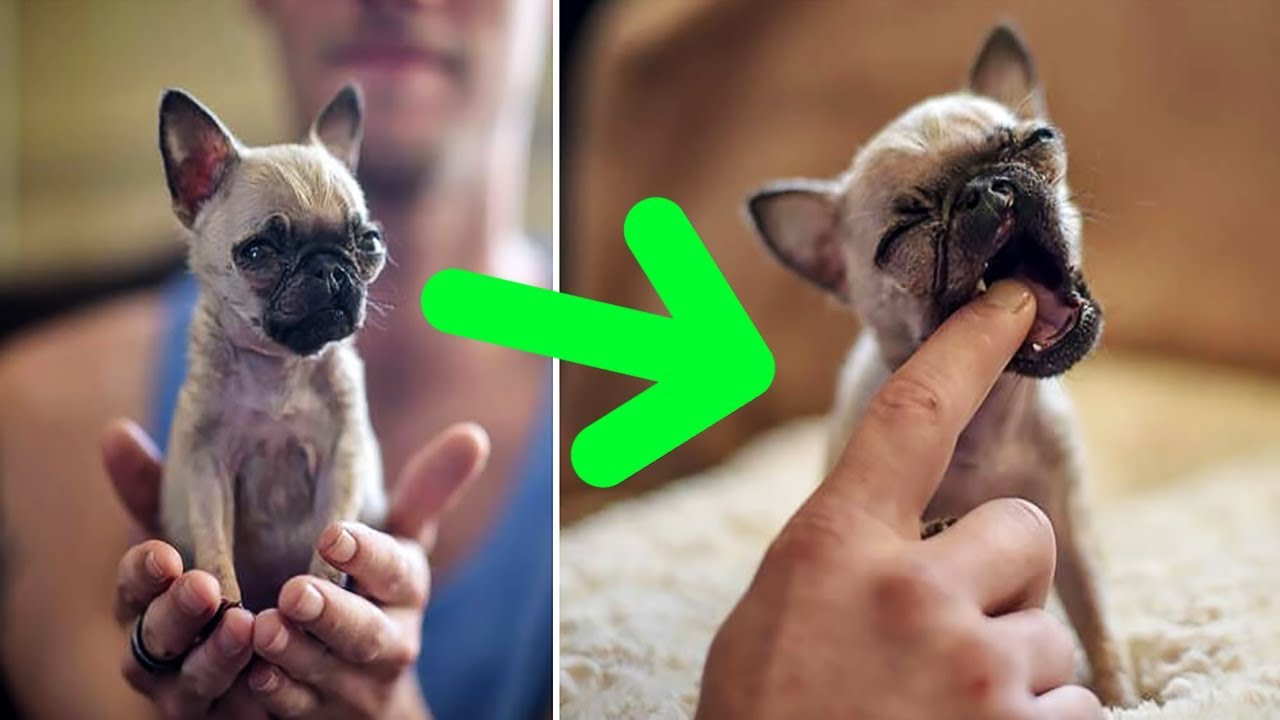 tiniest pug in the world