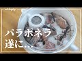 パラポネラ(サシハリアリ)を飼育する。【3cm巨大ハリアリ】