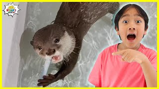 Baby Otter Learns how to Swim and more!