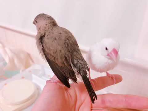水浴び後の乾燥タイム。から＆つる・桜文鳥＆白文鳥