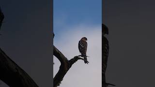 Normalizing Not Skipping Small Artists | Wildlife Photography
