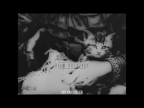 Girl Nursing a sick Kitten, 1900s - Film 1011051